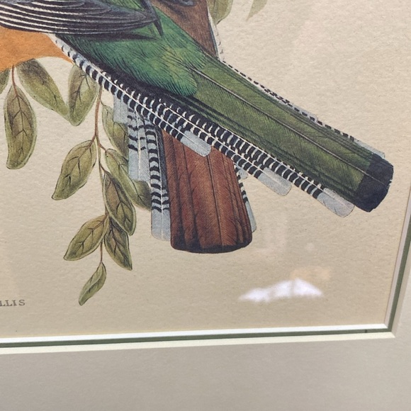 Framed Trogon Bird Art Print - Picture 11 of 16